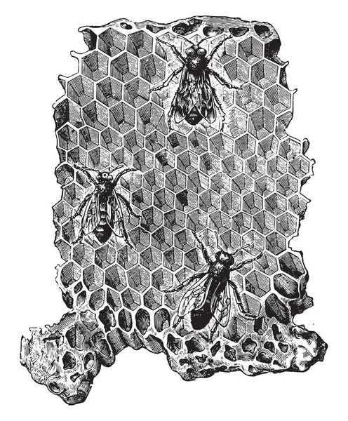 蜂巢的细胞 老式的雕刻插图 Dans 1890 — 图库矢量图片