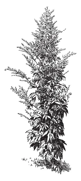 白芍蒿属多年生植物 它生长50 120 厘米高 复古线条画或雕刻插图 — 图库矢量图片