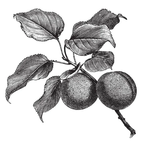 Dieses Bild Zeigt Den Zweig Mit Aprikosenfrüchten Hat Eine Begrenzte — Stockvektor