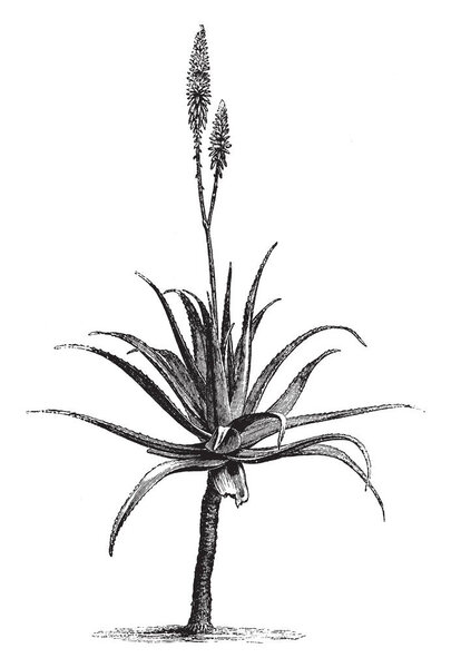 This picture is showing an Aloe Vera flower plant. The stem is long and thick rounded. The leaves are thorny. Flower growing upside of pant, vintage line drawing or engraving illustration.