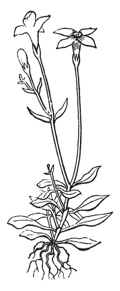 布吕埃植物叶排列在交替生长在下面 花有四花瓣它们很小 复古线条画或雕刻插图 — 图库矢量图片