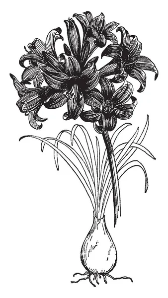 Obrázek Ukazuje Lilie Belladona Amarylis Belladona Plants Mohou Být Pěstovány — Stockový vektor