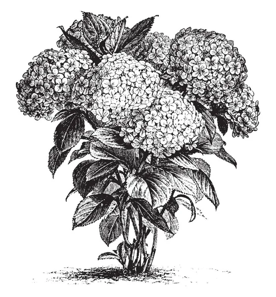 Kuva Hydrangea Hortensis Kukkia Jotka Kasvatettu Huhti Syyskuussa Kaksi Kolme — vektorikuva