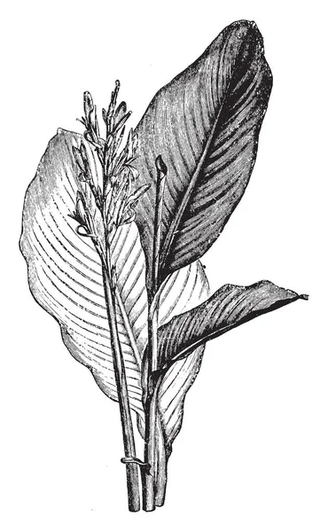 Una Imagen Indica Flores Hojas Planta Canna Indica Sus Flores — Archivo Imágenes Vectoriales