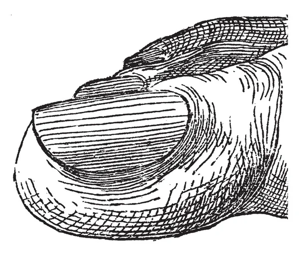 Eines Der Kleinen Elemente Die Die Fußextremität Vintage Linienzeichnung Oder — Stockvektor