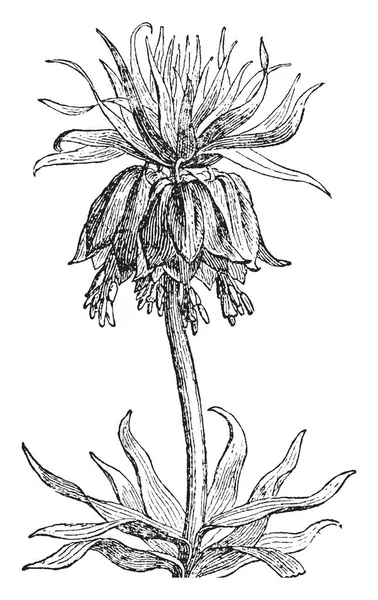 Etkileyici Bir Taç Metrelik Uzun Çiçek Oluşturduğunuz Taç Mparatorluk Fritillaria — Stok Vektör