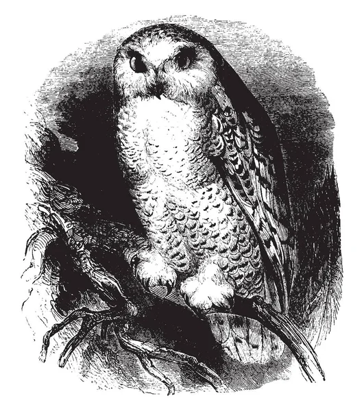 White Owl Znalezione Chłodniejszych Szerokościach Geograficznych Świata Vintage Rysowania Linii — Wektor stockowy
