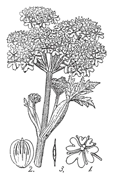 Chirivía Vaca Hierba Alta Que Pertenece Familia Apiaceae Dibujo Línea — Archivo Imágenes Vectoriales