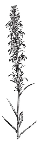 Imagem Mostra Ramo Florido Planta Cardinal Flower Desenho Linha Vintage — Vetor de Stock