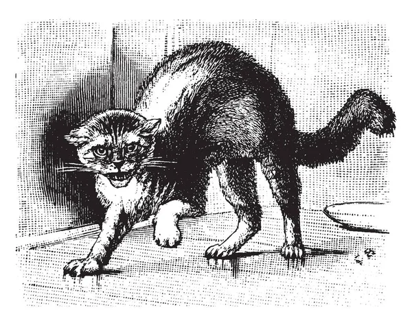 出っ歯と猫の原発性小人症 ビンテージの線描画や彫刻図によって引き起こされる怒っている猫 — ストックベクタ