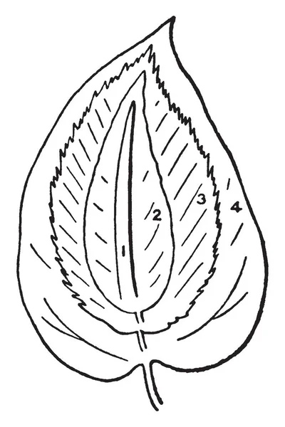 画像は 単純な葉の つのタイプを示しています 線形葉 披針形の葉 楕円形の葉と卵形の葉 ビンテージの線描画や彫刻イラスト — ストックベクタ