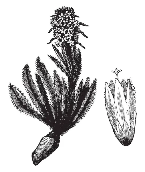 カンパニュラ Thyrsoidea が狭いと毛深い葉です それは単純な幹と緑がかった色合い ビンテージの線描画や彫刻イラストの黄色い花 — ストックベクタ