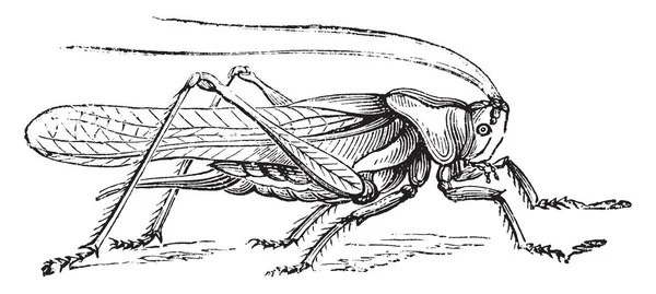 Grön Gräshoppa Tillhör Ordningen Orthoptera Vintage Linje Ritning Eller Gravyr — Stock vektor
