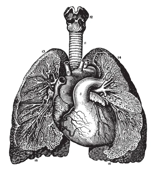 Tento Diagram Znázorňuje Relativní Pozici Srdce Plíce Vintage Kreslení Čar — Stockový vektor
