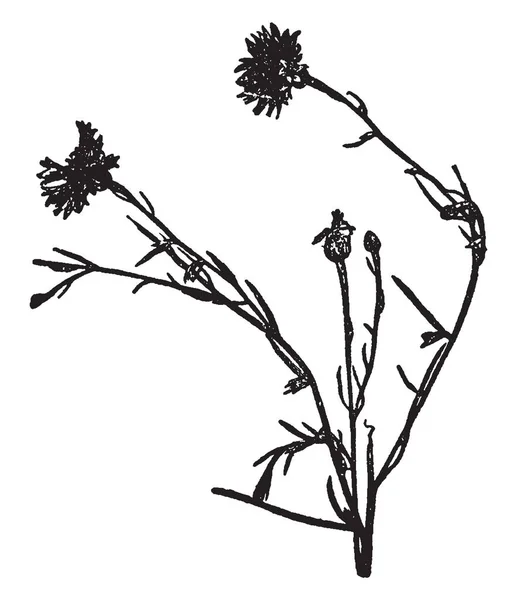 画像は トウモロコシの花 セントーラシアナスとして知られているを示しています これは キク科の家族の中 毎年恒例の開花植物です ヨーロッパ ビンテージの線描画や彫刻イラストにネイティブです — ストックベクタ
