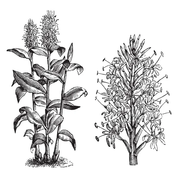 Hedychium Gardnerianum Растение Произрастающее Гималаях Индии Непале Бутане Достигает Футов — стоковый вектор