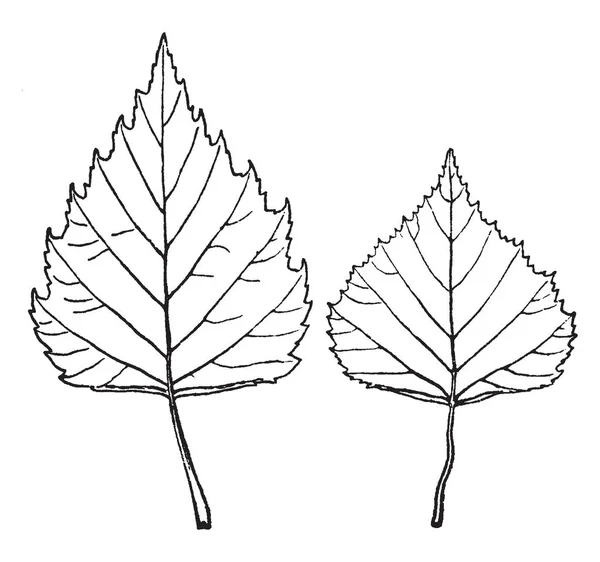 Betula Pendula Yaprakları Onlar Şeklinde Tüysüz Üçgen Vardır Nadiren Vintage — Stok Vektör