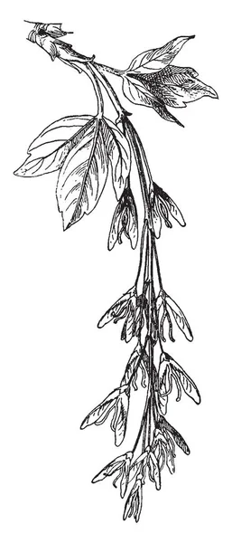 Dit Een Afbeelding Van Jonge Fruitboom Het Soort Van Esdoorn — Stockvector