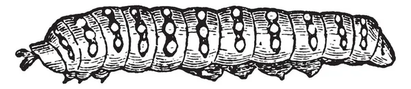 Гладка Гусениця Тіло Циліндра Розділене Кільцями Тринадцять Сегментів Вінтажний Малюнок — стоковий вектор