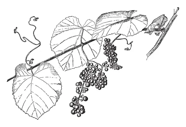 这是葡萄使用杆状的分支 它的叶子是绿色的 葡萄是紫色的 葡萄可食用 复古线条绘画或雕刻插图 — 图库矢量图片