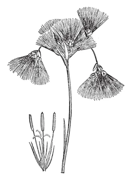 Этом Изображении Семенные Головки Покрыты Пушистой Массой Хлопка Ронграсс Род — стоковый вектор