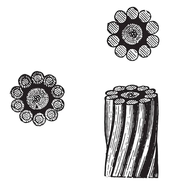 Cavi Del Mediterraneo Illustrazione Incisa Epoca Enciclopedia Industriale Lami 1875 — Vettoriale Stock