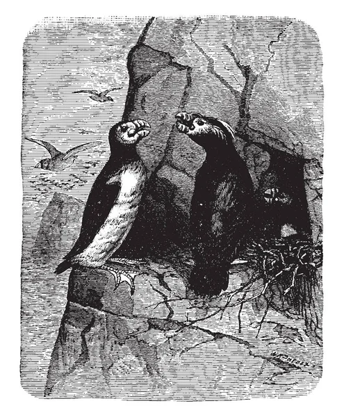 Esta Imagen Representa Puffins Con Cuernos Copetudo Dibujo Línea Vintage — Archivo Imágenes Vectoriales