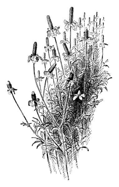 植物のイメージです ベクトル図 — ストックベクタ