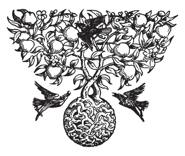 这是框架中的苹果 有苹果的叶子 这棵树周围有3只鸟 复古线条画或雕刻插图 — 图库矢量图片