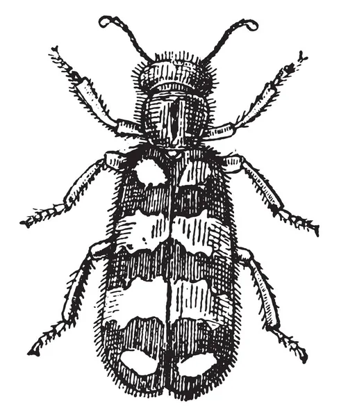 Mylabre 老式雕刻插图 动物的自然历史 1880 — 图库矢量图片