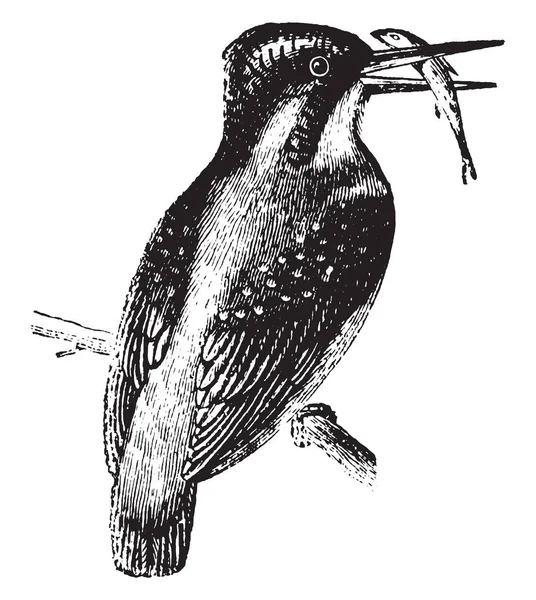 Nehirler Vintage Çizgi Çizme Veya Oyma Illüstrasyon Kıyısında Yaşayan Kingfisher — Stok Vektör