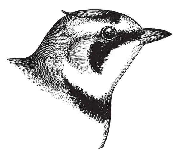 邵氏云雀是在北半球发现的鸣禽家族的云雀 复古线条画或雕刻插图 — 图库矢量图片