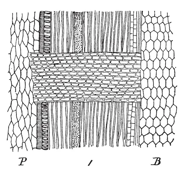 Photo Montrant Une Vue Agrandie Surface Rayon Médullaire Érable Montrant — Image vectorielle