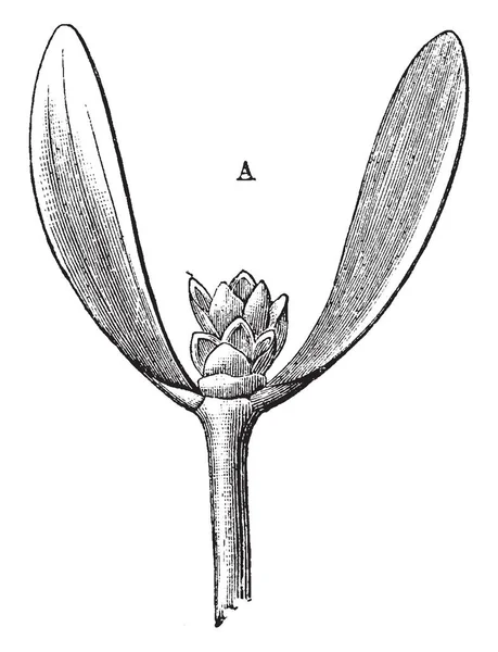 Questa Immagine Mostra Fiore Pianta Vischio Fiori Queste Piante Sono — Vettoriale Stock