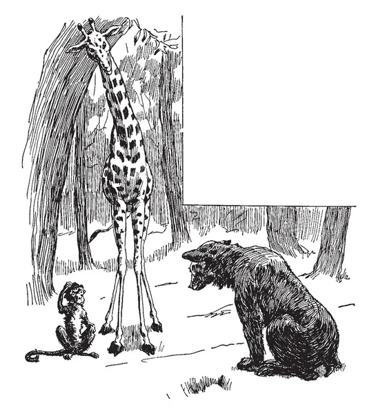 Cette Illustration Représente Girafe Singe Regardant Bear Cub Dessin Ligne — Image vectorielle