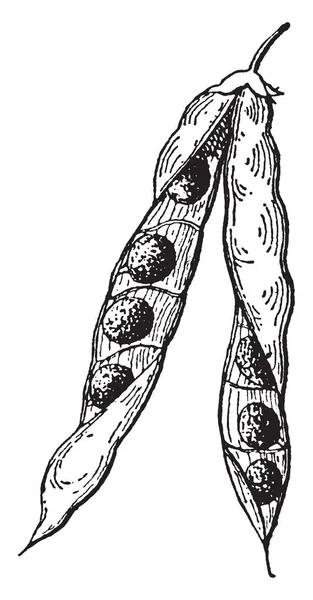 Semilla Adjunta Carpel Forma Del Carpel Contrae Igual Que Bolsillo — Vector de stock