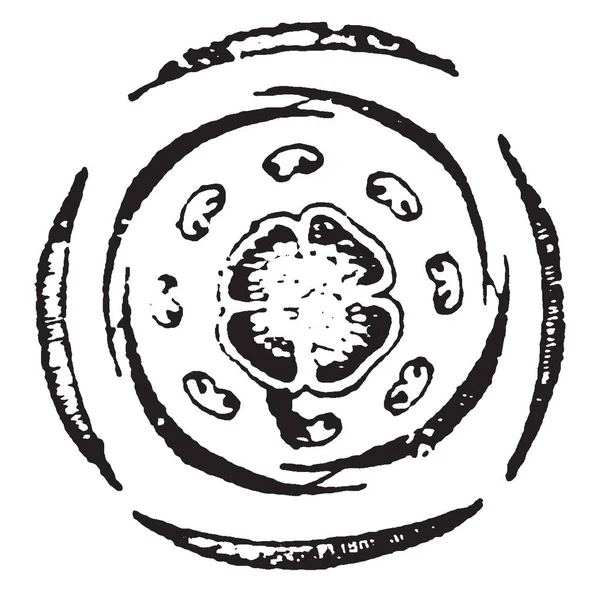 Рисунке Показан Цветок Хита Четыре Чашечки Четыре Деления Короллы Восемь — стоковый вектор