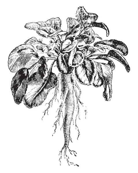 Rapunculus 是一种开花植物 它的上部茎叶是飘浮和花是钟形 复古线条画或雕刻插图 — 图库矢量图片