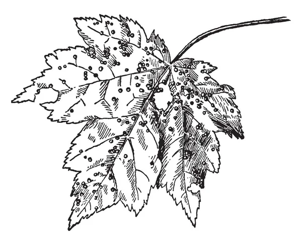 Mite Galls Maple Пороки Опухоли Вызванные Насекомыми Рисунками Винтажной Линии — стоковый вектор
