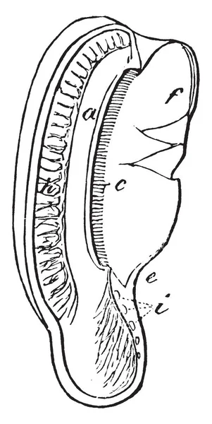 Este Diagrama Representa Una Sección Águila Cochlea Dibujo Línea Vintage — Vector de stock