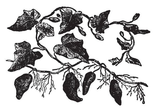 一幅画显示的是卷曲的枝条和花 它们通常是缠结和乳白色的植物 虽然有些是直立的灌木 复古线画或雕刻插图 — 图库矢量图片