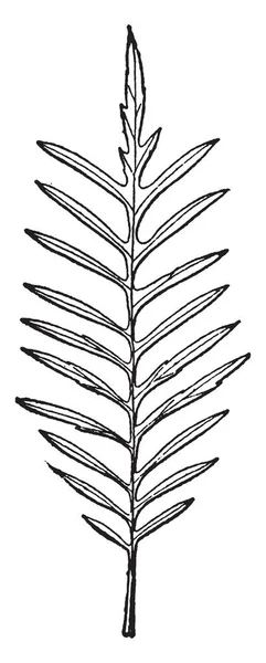 Detta Ett Pinnatifid Blad Ett Löv Skreva Ett Parbladiga Sätt — Stock vektor