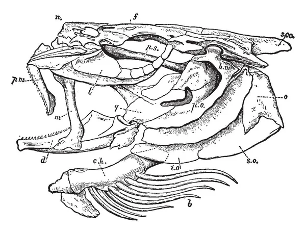 タラ頭蓋骨下顎 ビンテージの線描画や彫刻図の歯の部分が — ストックベクタ
