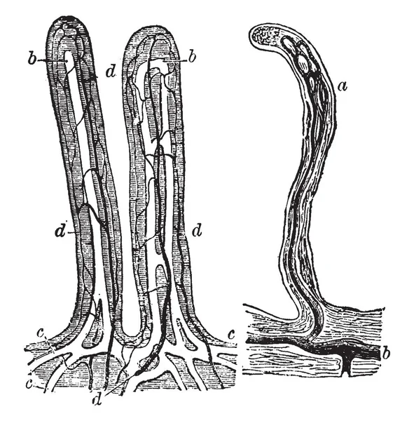 Deze Afbeelding Vertegenwoordigt Dunne Darm Villi Vintage Lijntekening Gravure Illustratie — Stockvector