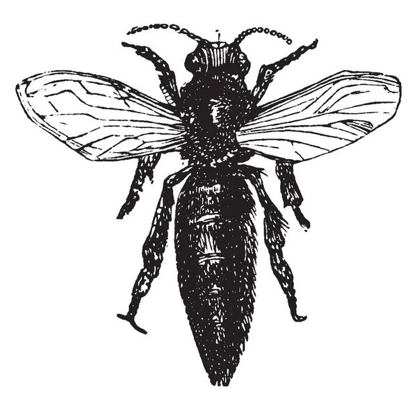 女王ミツバチ交配ミツバチのコロニー ビンテージの線描画や彫刻イラストに住んでいる女性 — ストックベクタ