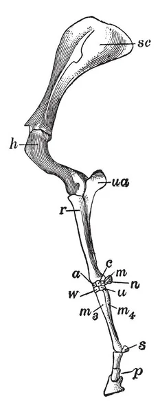 Extremidad Anterior Una Extremidad Anterior Cuerpo Vertebrado Terrestre Dibujo Línea — Vector de stock