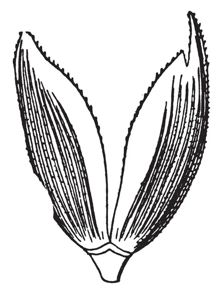 Bu yazıldığından calyx görüntüsüdür. Bir buğday ekili, vintage çizgi çizme veya oyma illüstrasyon familyasından.