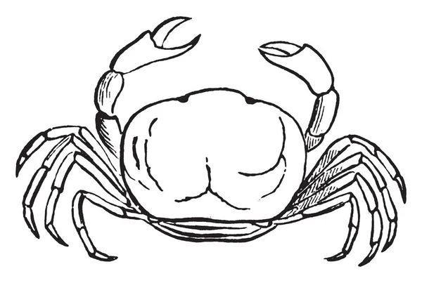Crayfishes와 빈티지 드로잉 Essentail 구조를가지고 — 스톡 벡터