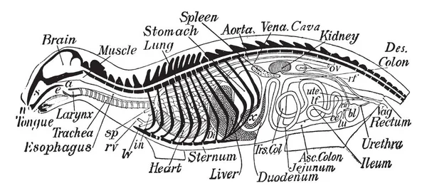 Organ is a structure composed of a group of different tissues that work together to perform a specific function, vintage line drawing or engraving illustration.