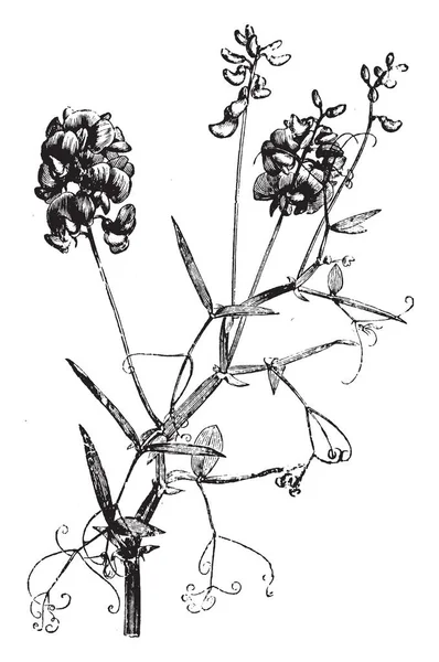 Imagen Que Muestra Una Porción Del Tallo Floreciente Lathyrus Sylvestris — Archivo Imágenes Vectoriales